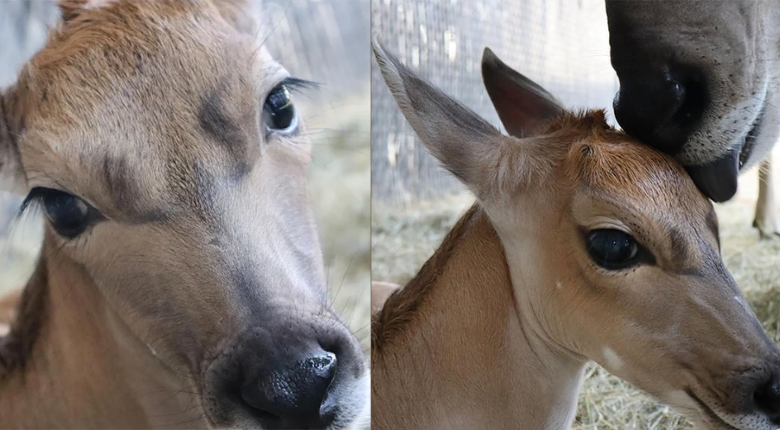 Newborn Eland At Walt Disney World Animal Kingdom Lodge