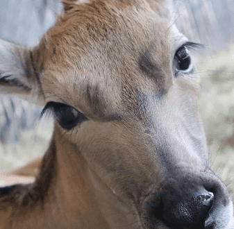 Newborn Eland at Animal Kingdom Lodge