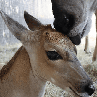 Newborn Eland at Animal Kingdom Lodge