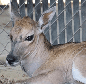 Newborn Eland at Animal Kingdom Lodge