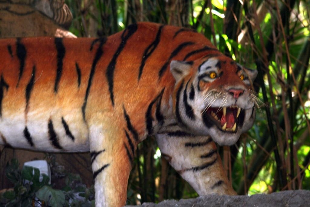 Tiger at Jungle Cruise